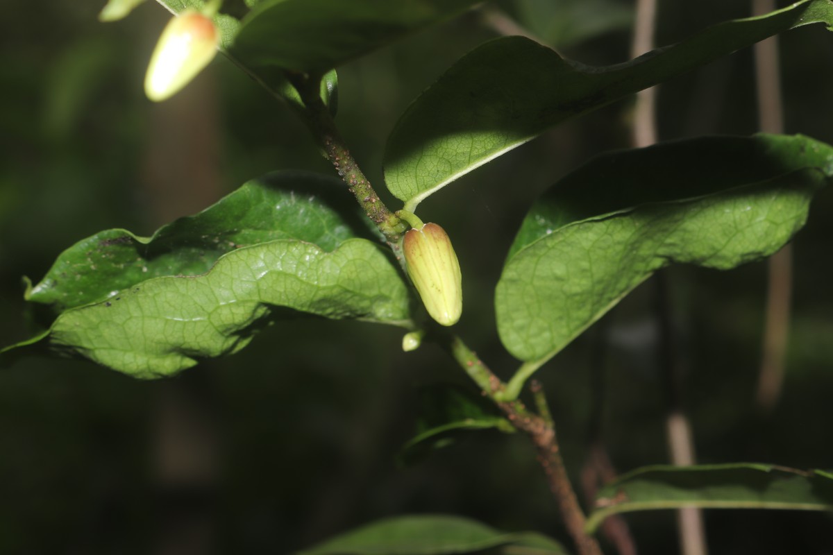 Miliusa zeylanica Gardner ex Hook.f. & Thomson